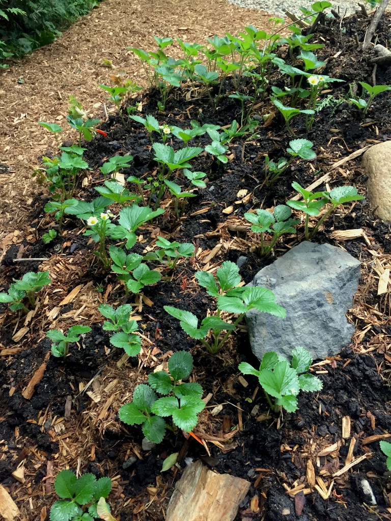 hügelkultur mound strawberry plants