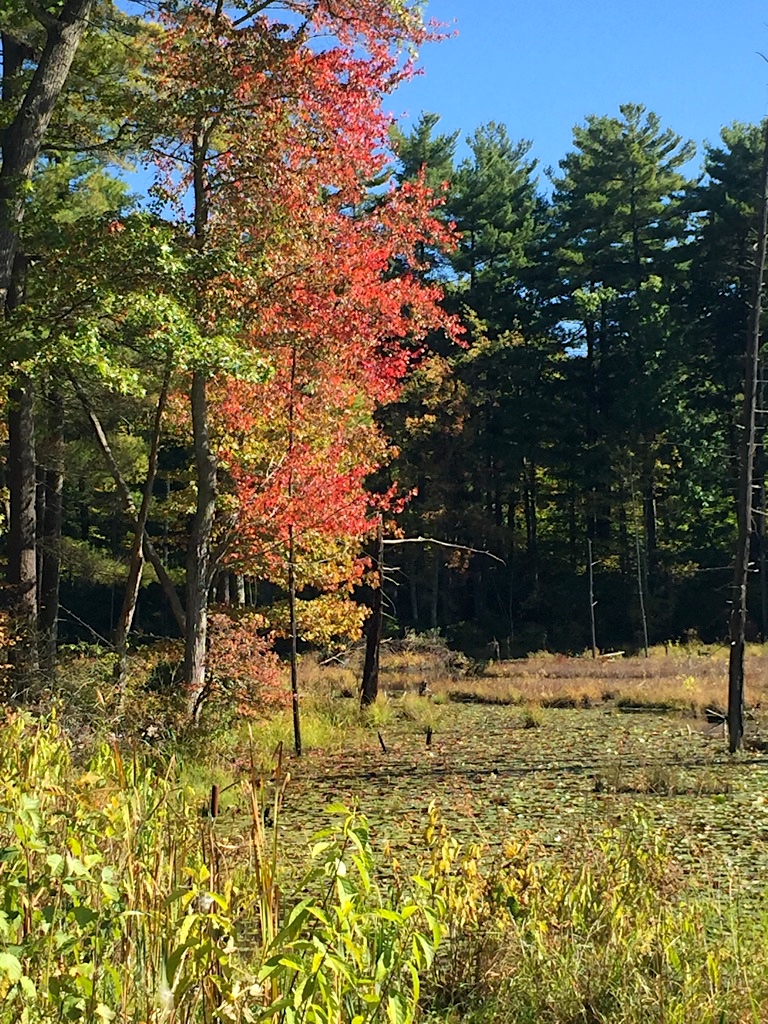 Fall over the Beaver Pond